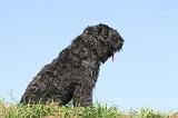 BOUVIER DES FLANDRES 070